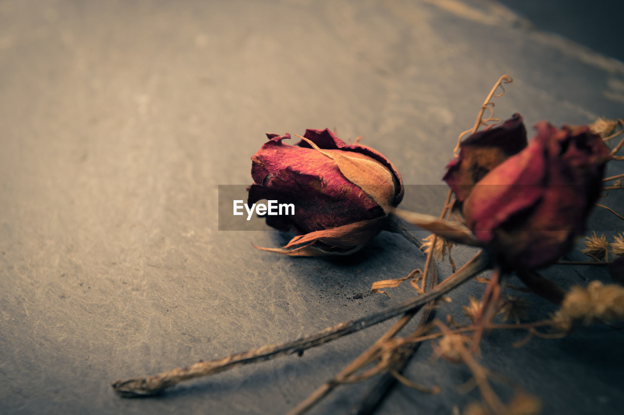 Close-up of dried roses on slate