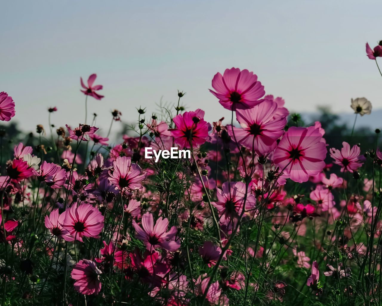 Close-up of pink cosmos flowers on field against sky