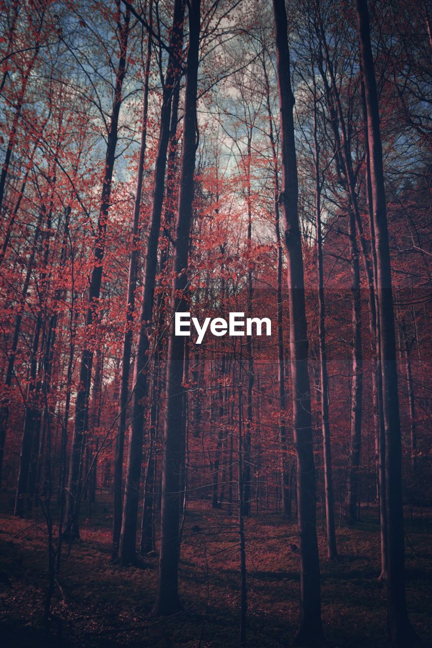 SCENIC VIEW OF FOREST
