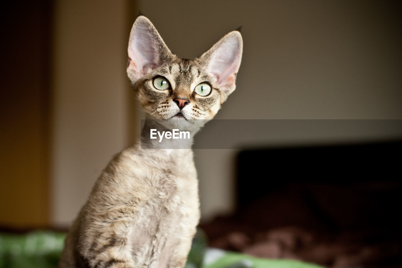 CLOSE-UP PORTRAIT OF A CAT SITTING AT HOME