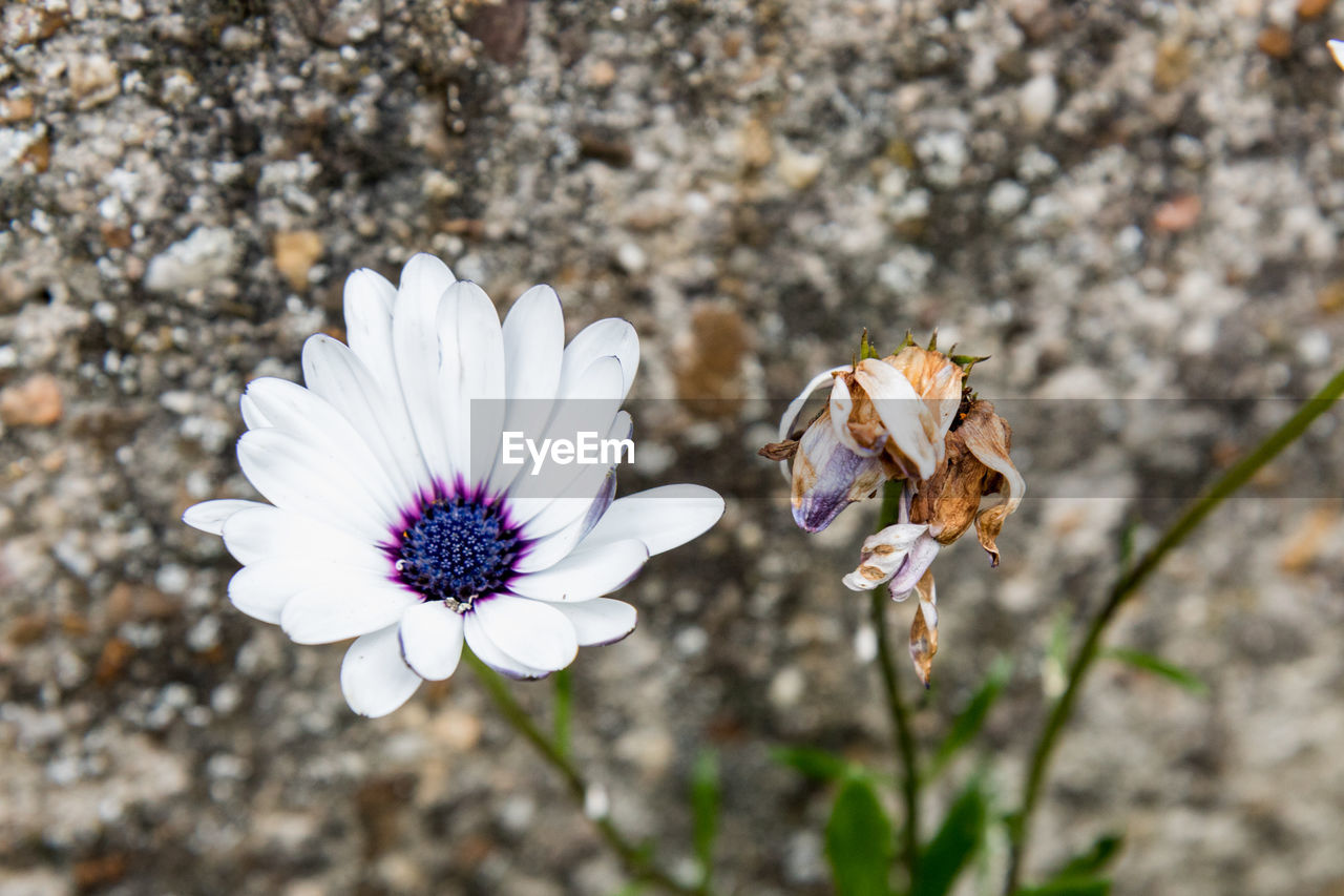 High angle view of white osteospermum blooming on field