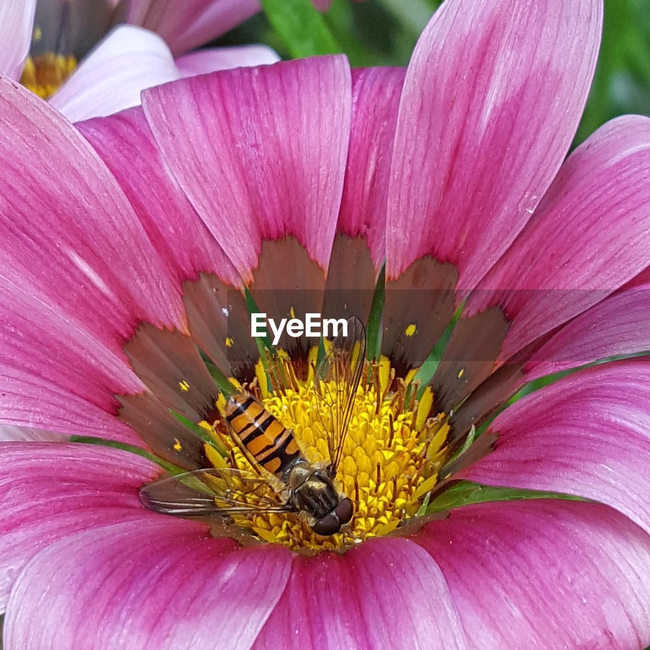 CLOSE-UP OF FLOWER BLOOMING OUTDOORS