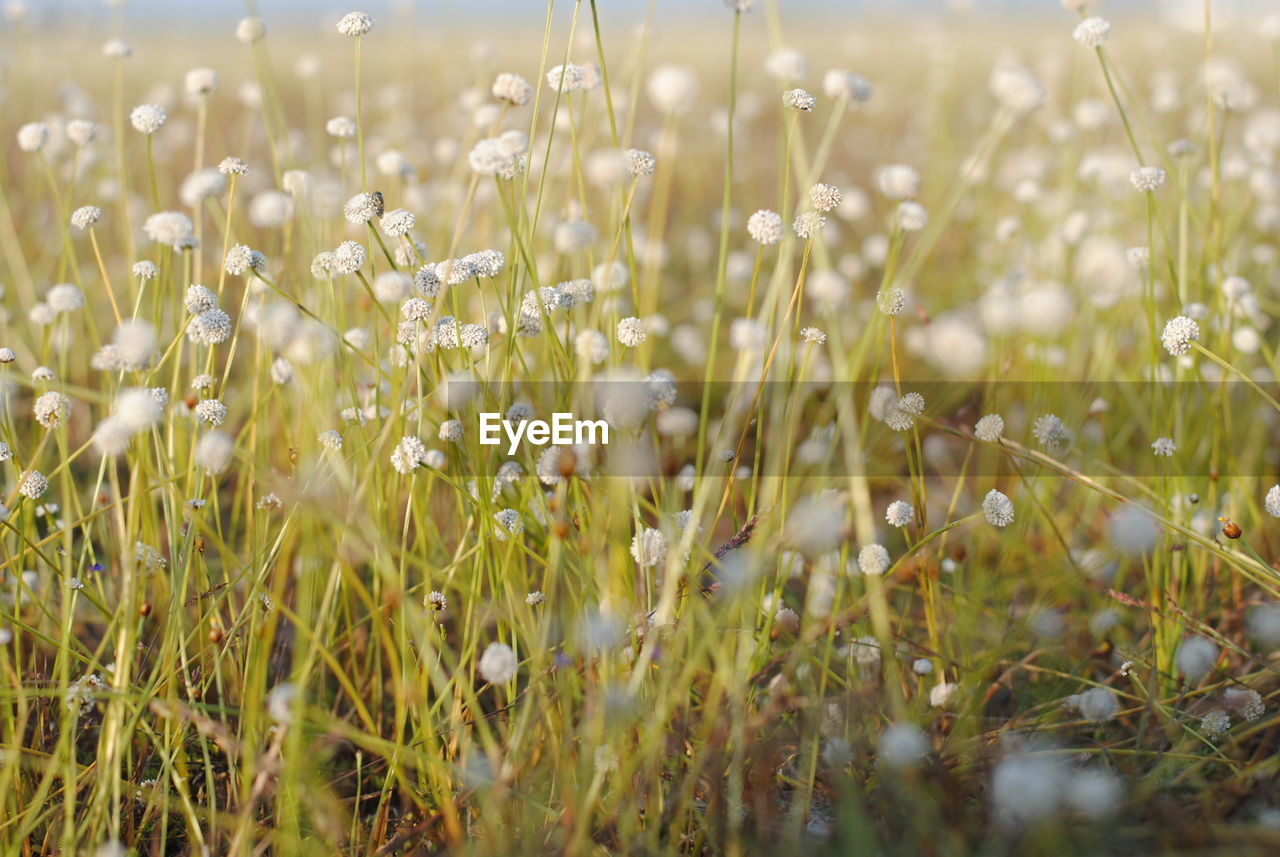 Close-up of flowering plants on field