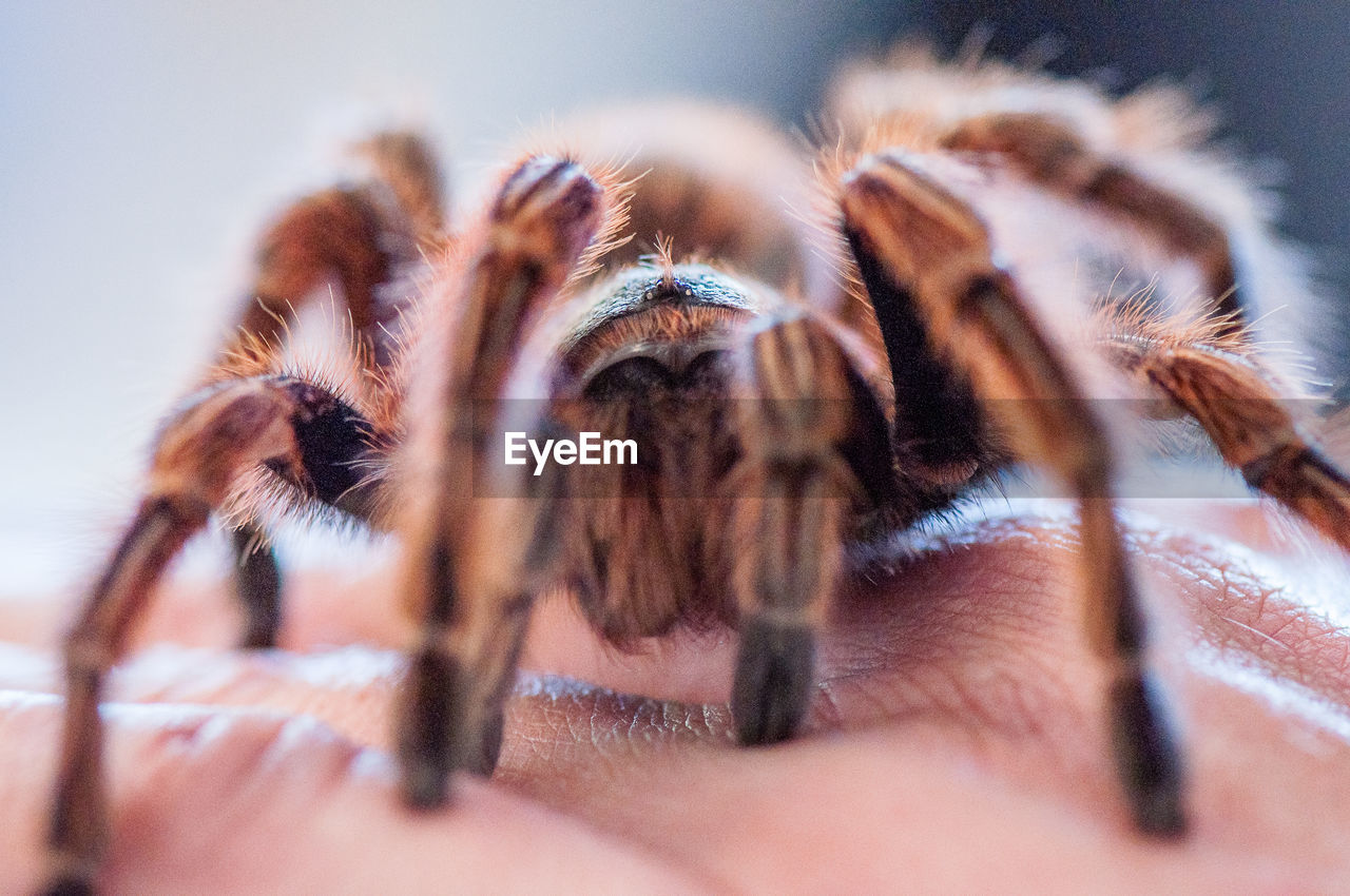 Close-up of spider on a hand