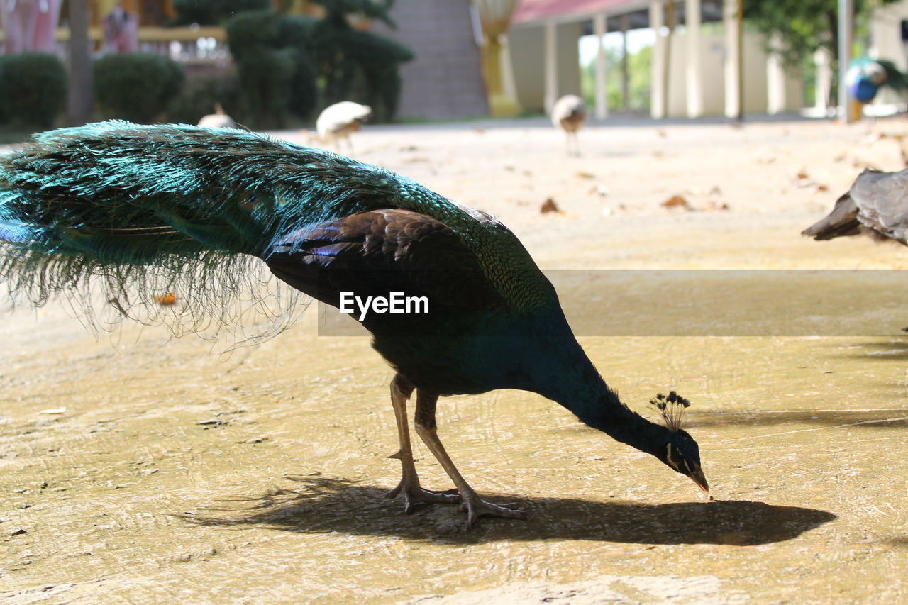 CLOSE-UP OF A DUCK