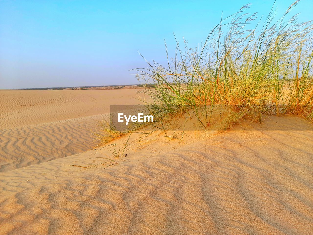 Plants and sand dunes on algeria desert