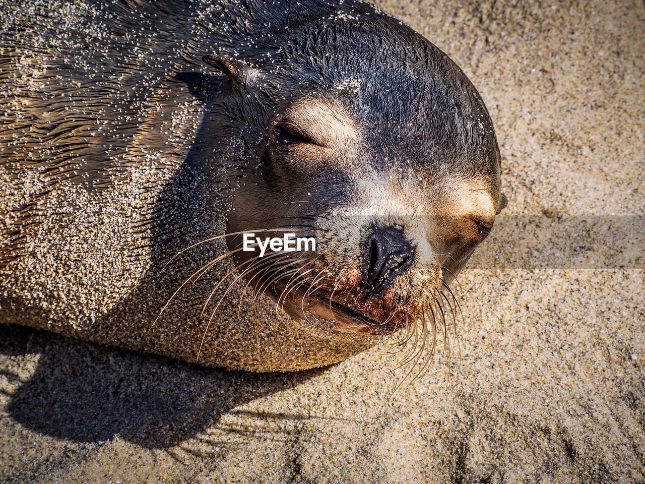 High angle view of seal relaxing on beach