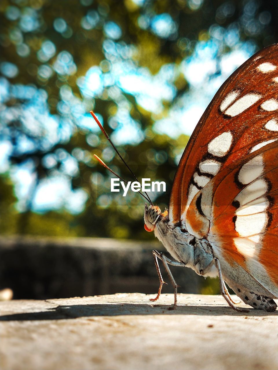 Close-up of butterfly on a tree