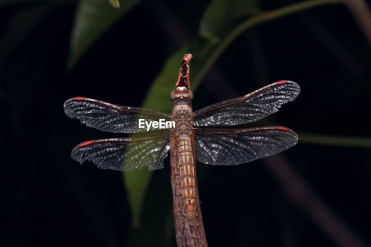 CLOSE-UP OF DRAGONFLY