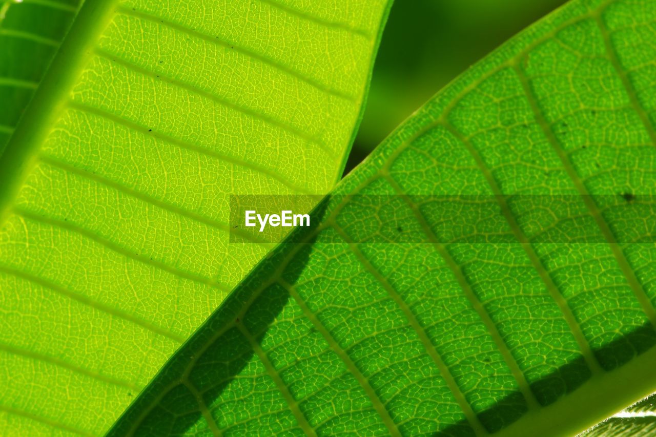 FULL FRAME SHOT OF GREEN LEAVES