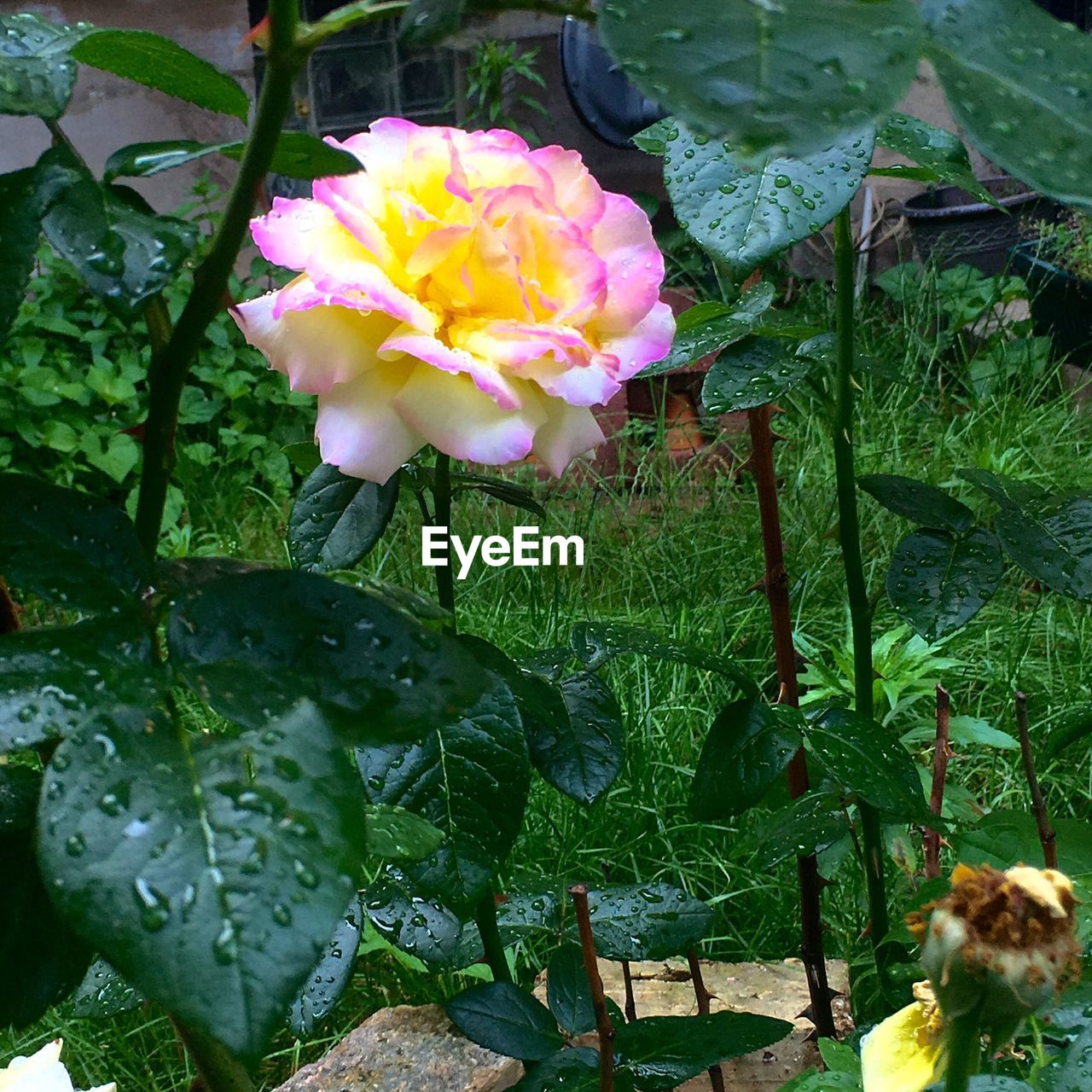 CLOSE-UP OF WATER LILY BLOOMING IN POND