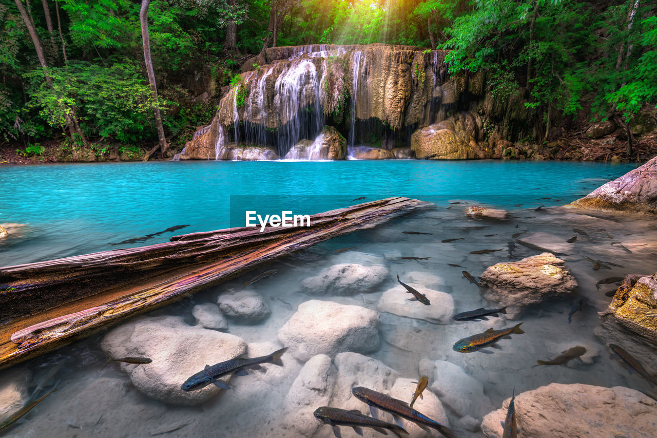 Erawan waterfall with clear turquoise water and a group of natural fish in a tropical forest