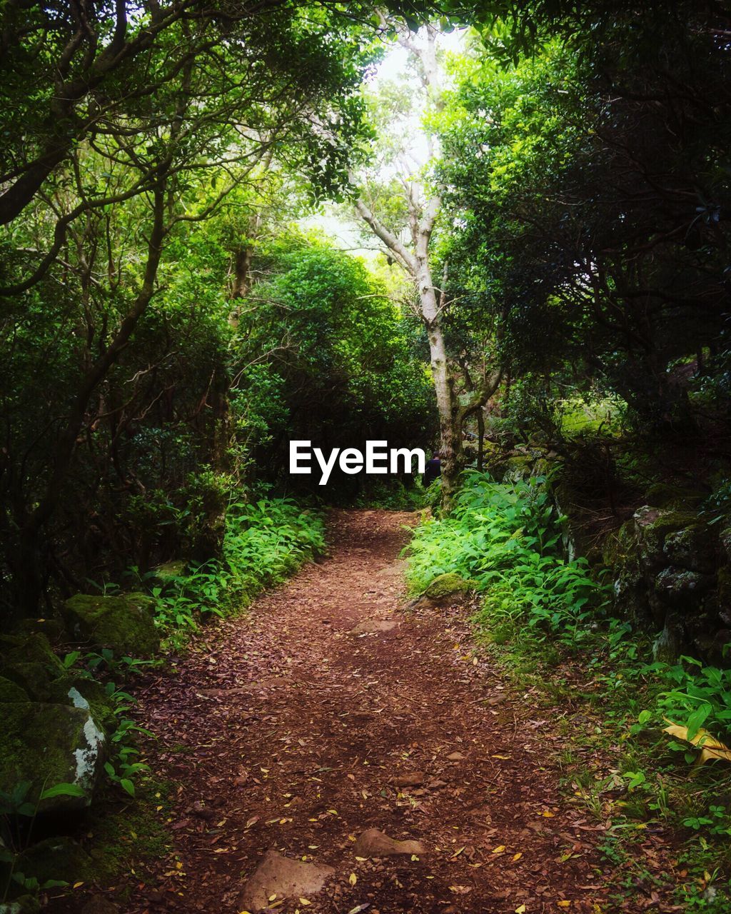 ROAD AMIDST TREES IN FOREST