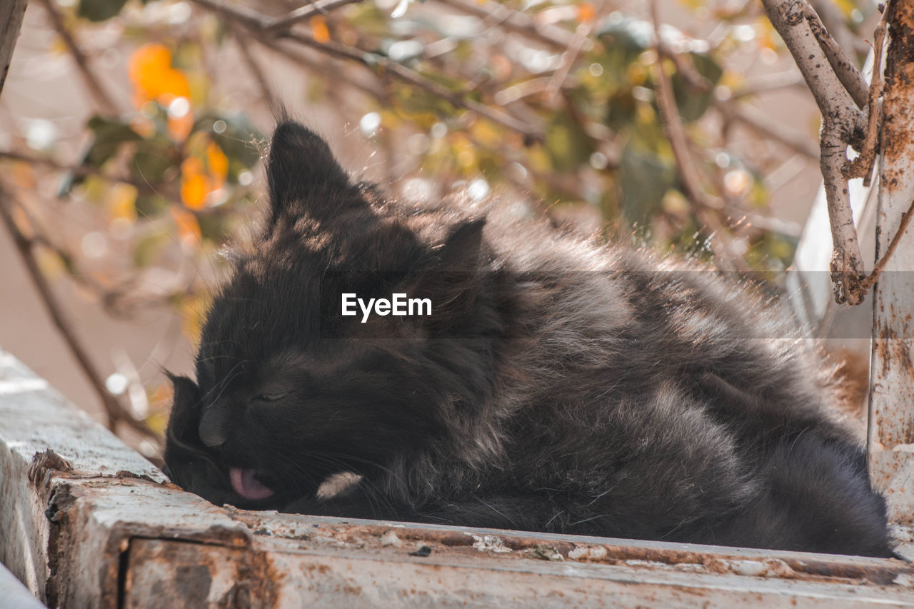 BLACK CAT RELAXING ON TREE