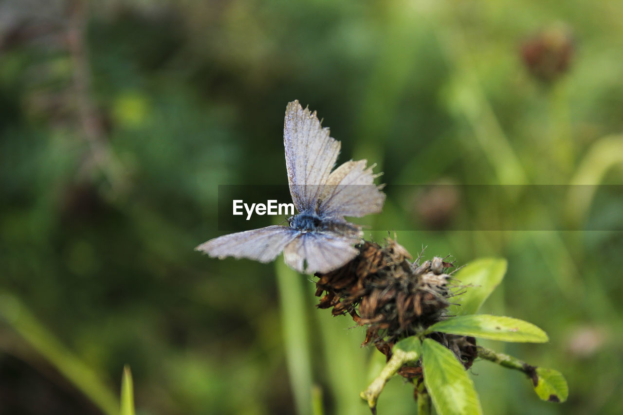 CLOSE-UP OF BUTTERFLY ON LEAF