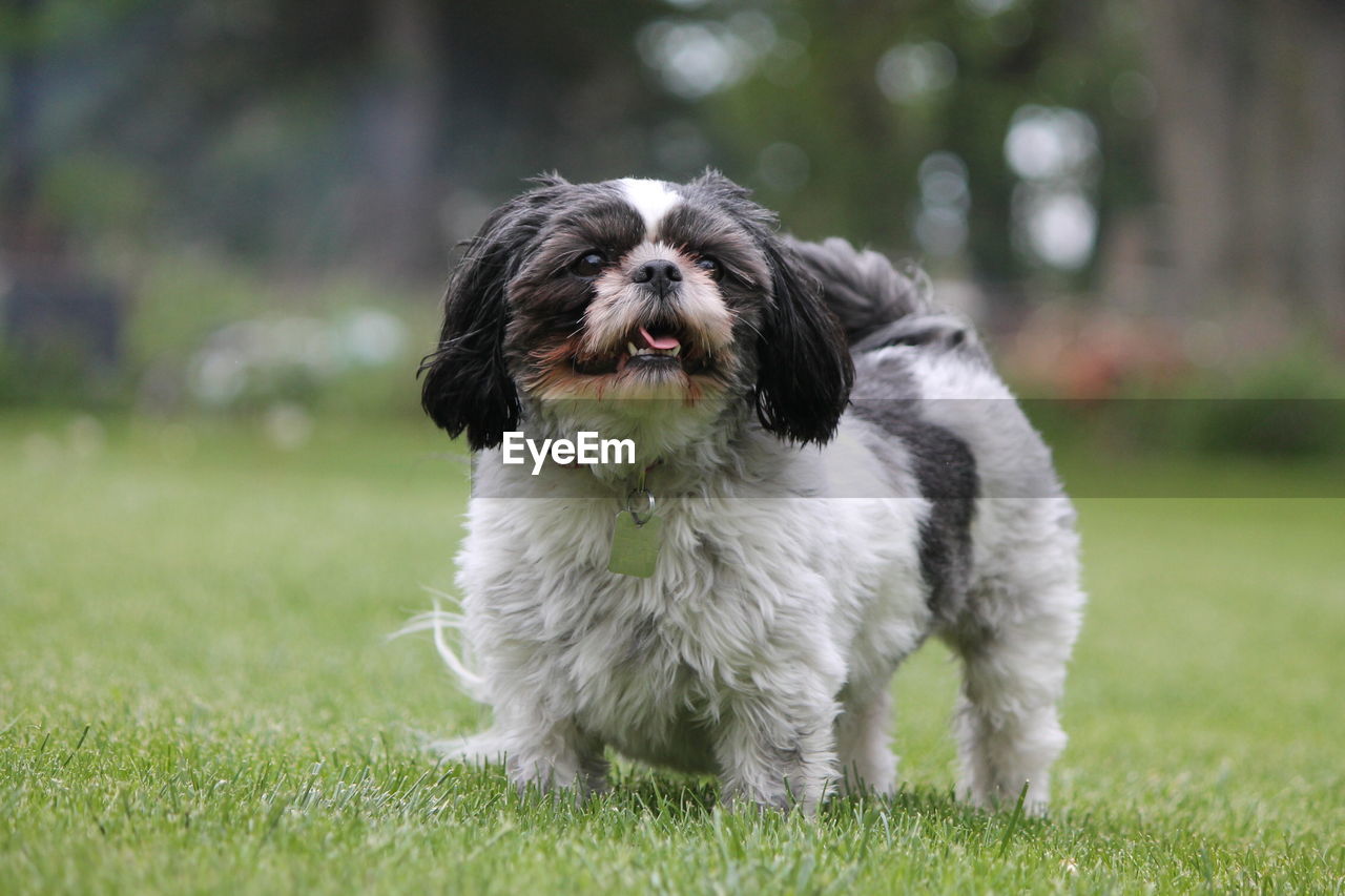 Close-up of dog on grassy field