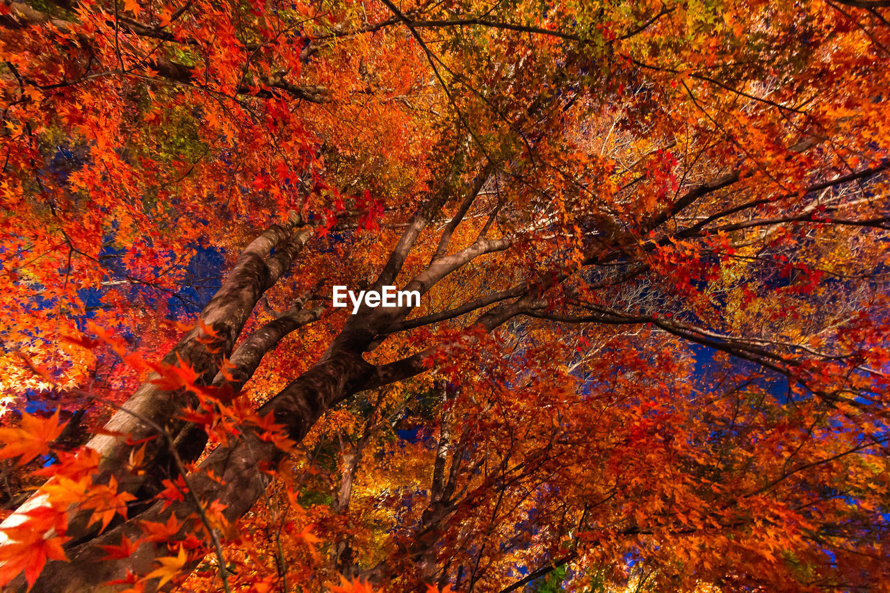 Low angle view of maple tree during autumn