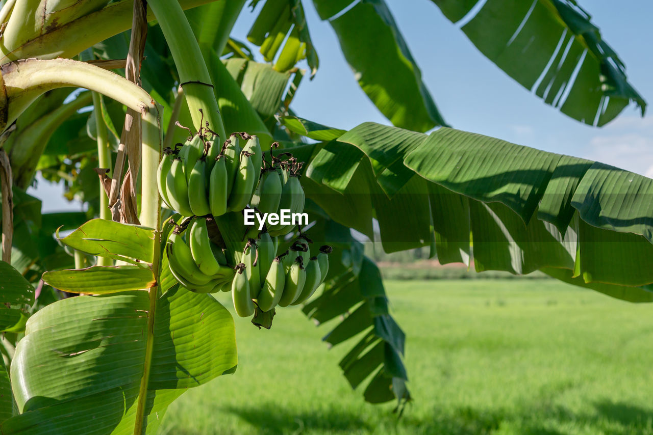 green, plant, leaf, banana leaf, plant part, tree, banana tree, banana, nature, food, food and drink, growth, fruit, field, agriculture, flower, healthy eating, landscape, land, no people, beauty in nature, environment, outdoors, produce, crop, rural scene, jungle, freshness, sky, day, sunlight, tropical climate, cooking plantain, grass