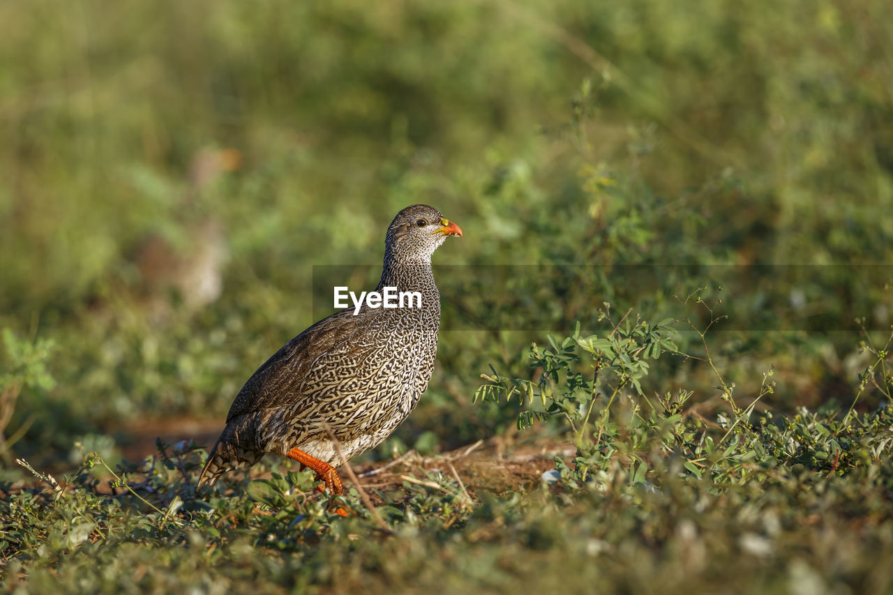 close-up of a bird on field