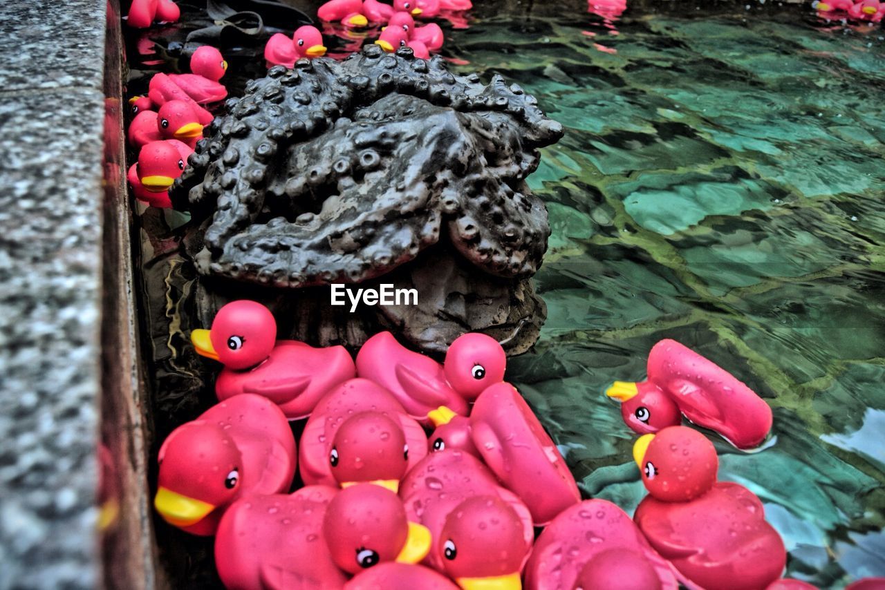 High angle view of duck toys in pond