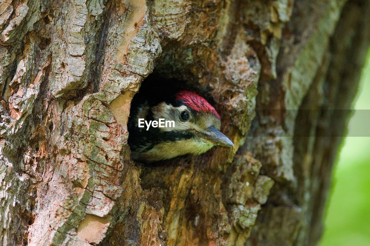 Young great spotted woodpecker on the nest in the willow forest