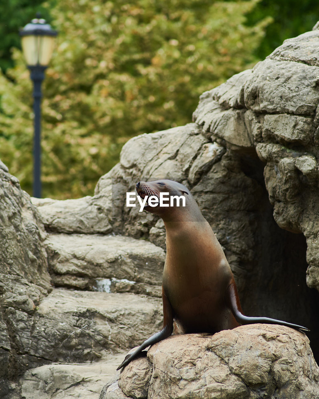 A seal is calling out while posing at its rock structure in the brooklyn zoo