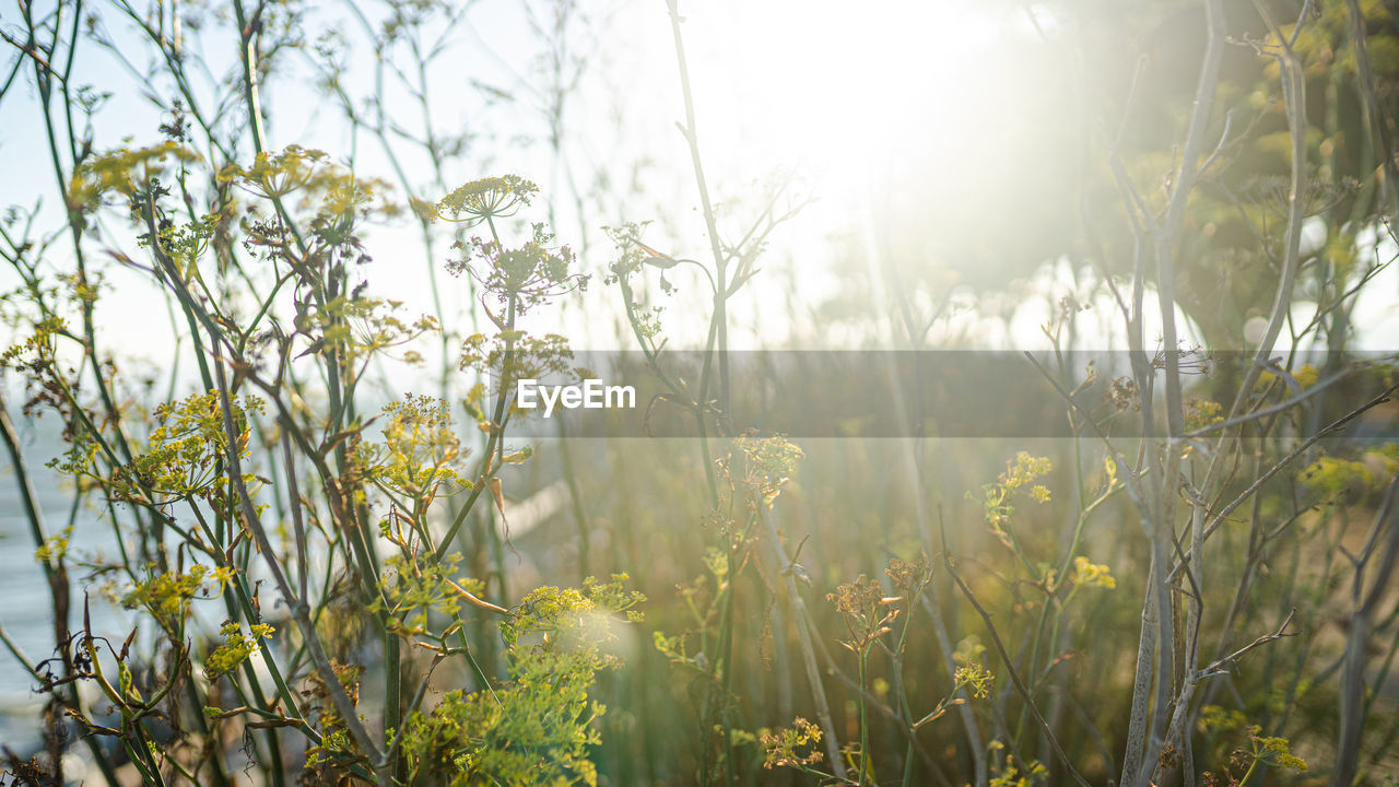 Close-up of fresh plants on field against sky