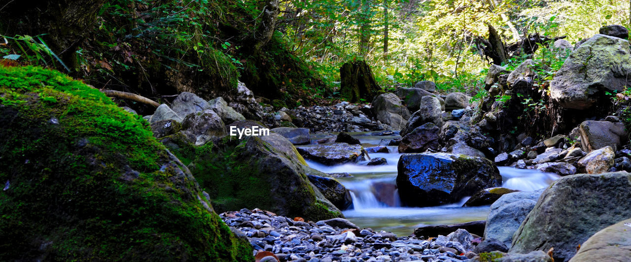 Rocks in stream amidst trees in forest