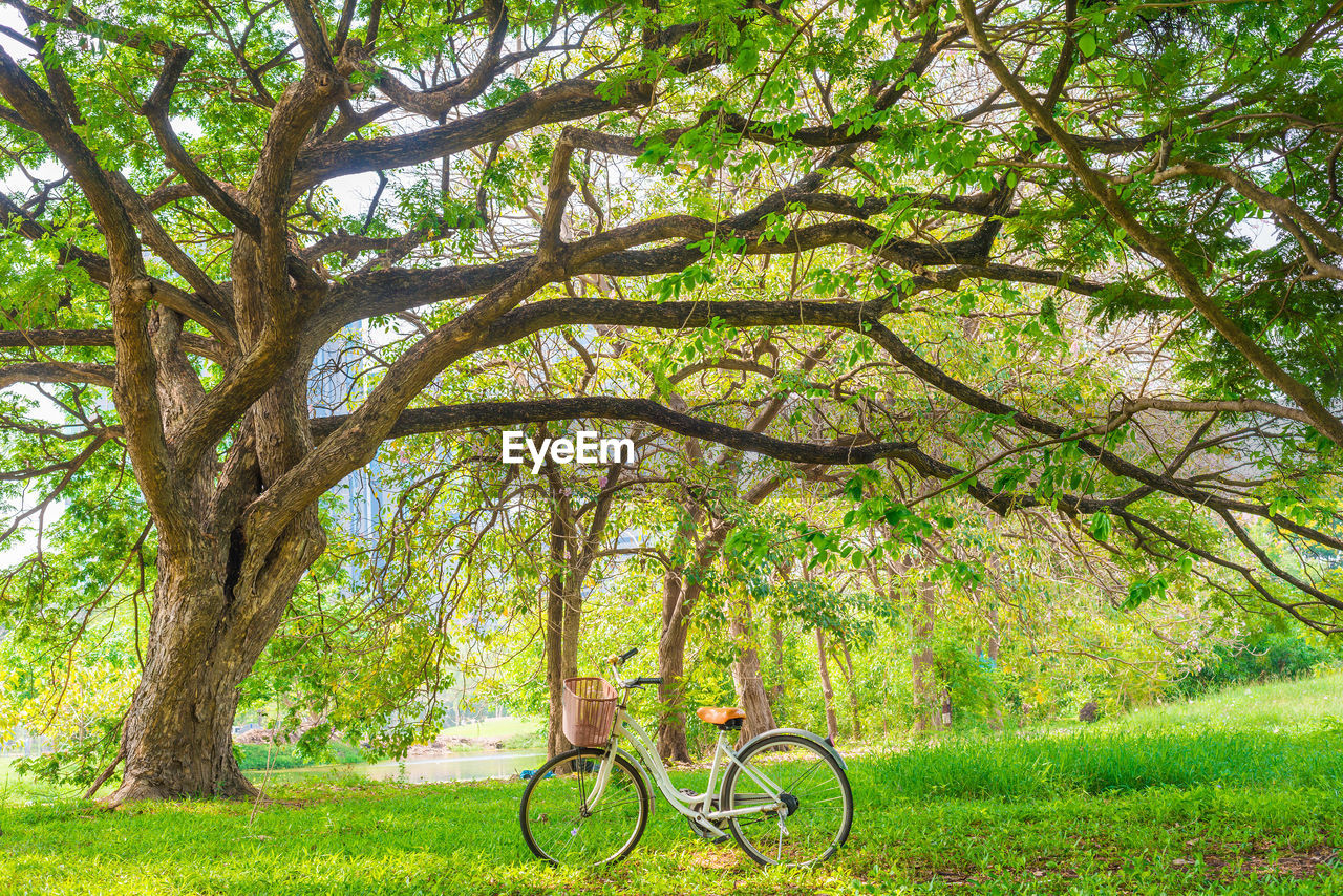 TREES BY PLANTS IN FIELD