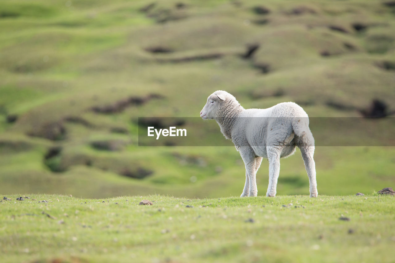 Sheep standing on field