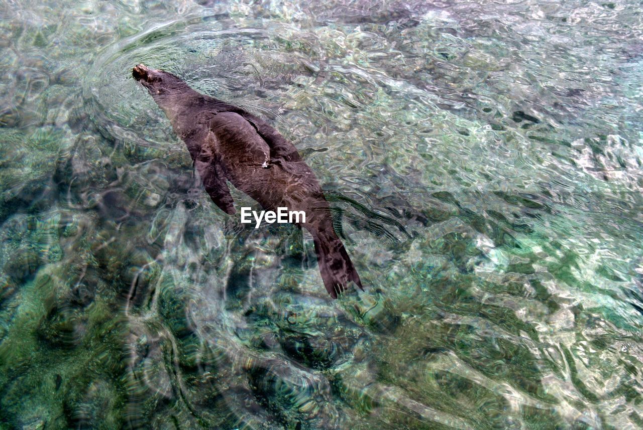 HIGH ANGLE VIEW OF BIRD IN SEA