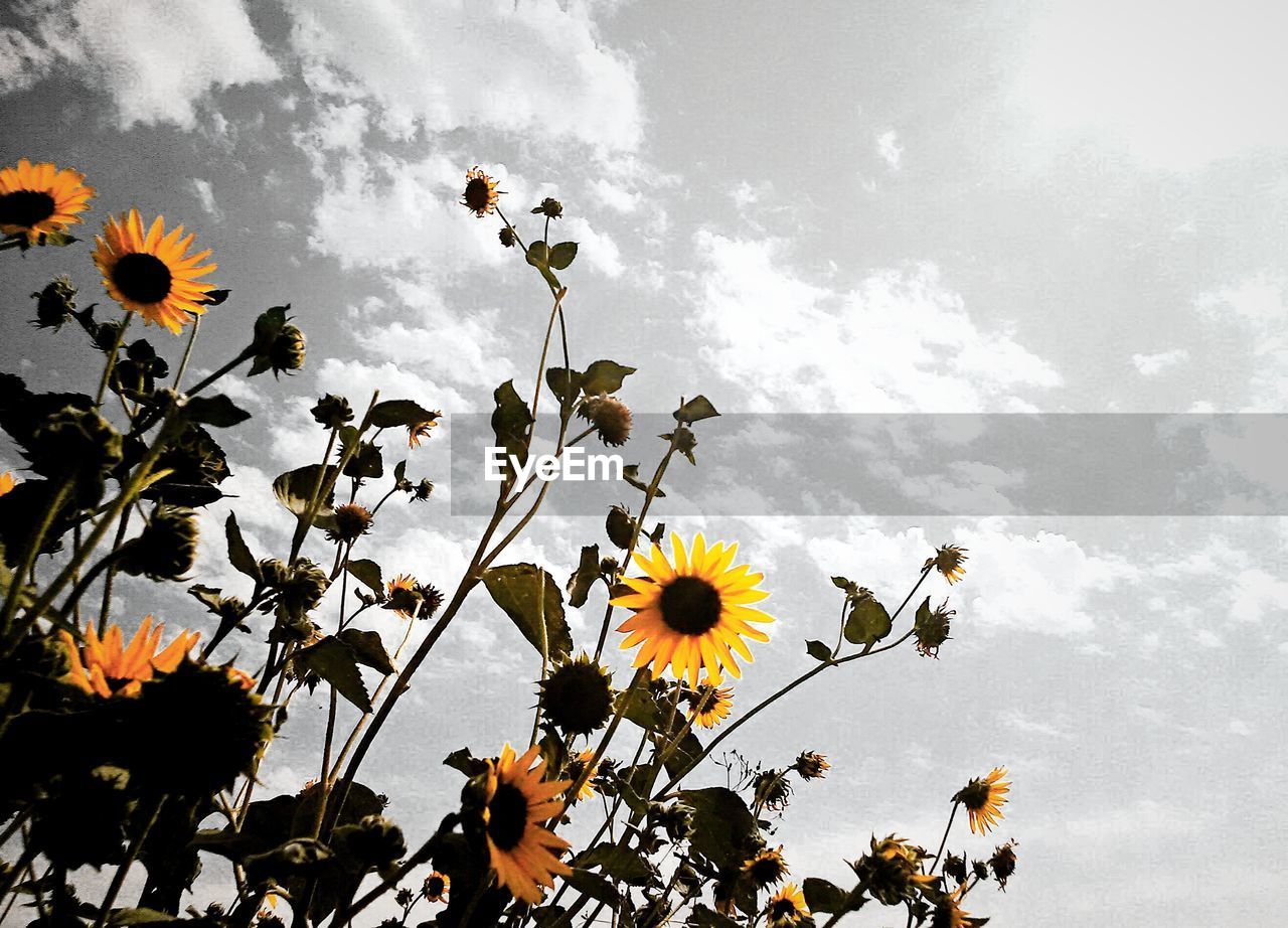 LOW ANGLE VIEW OF FLOWERS BLOOMING ON TREE