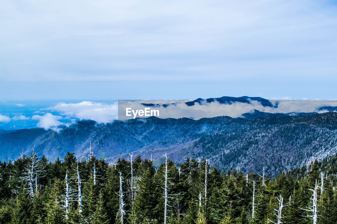 Scenic view of forest and mountains against cloudy sky