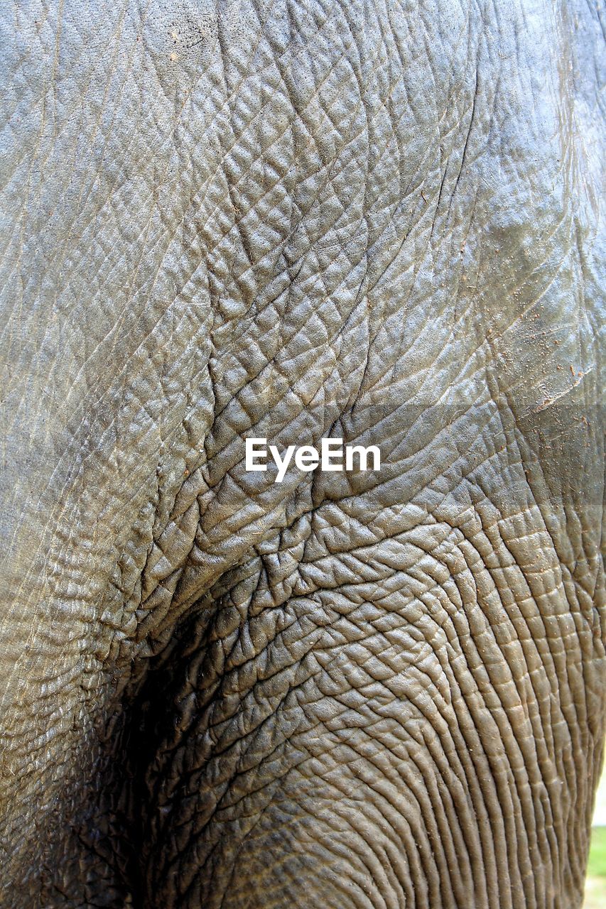 Full frame shot of elephant