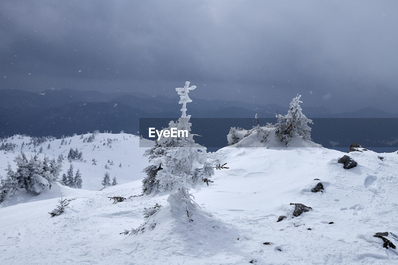 Snow is falling over pine trees in the rhodope mountain, bulgaria