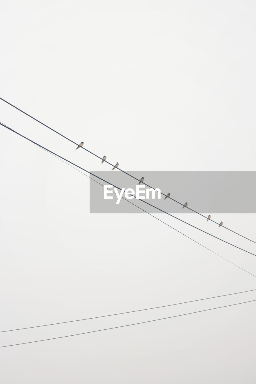 LOW ANGLE VIEW OF BIRDS ON CABLE AGAINST SKY