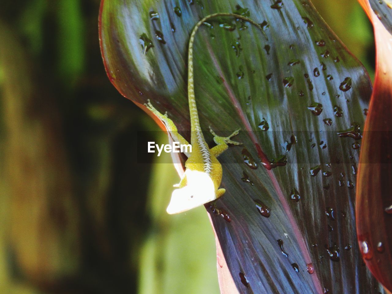 CLOSE-UP OF INSECT ON WATER