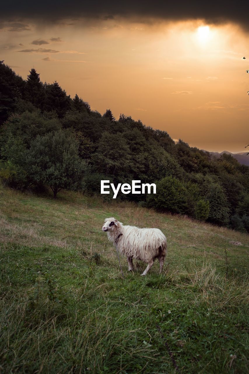 A sheep in a mountain meadow during sunset