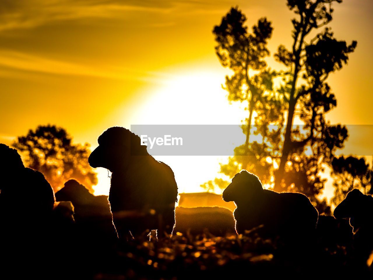 SILHOUETTE TREES ON FIELD AGAINST ORANGE SKY