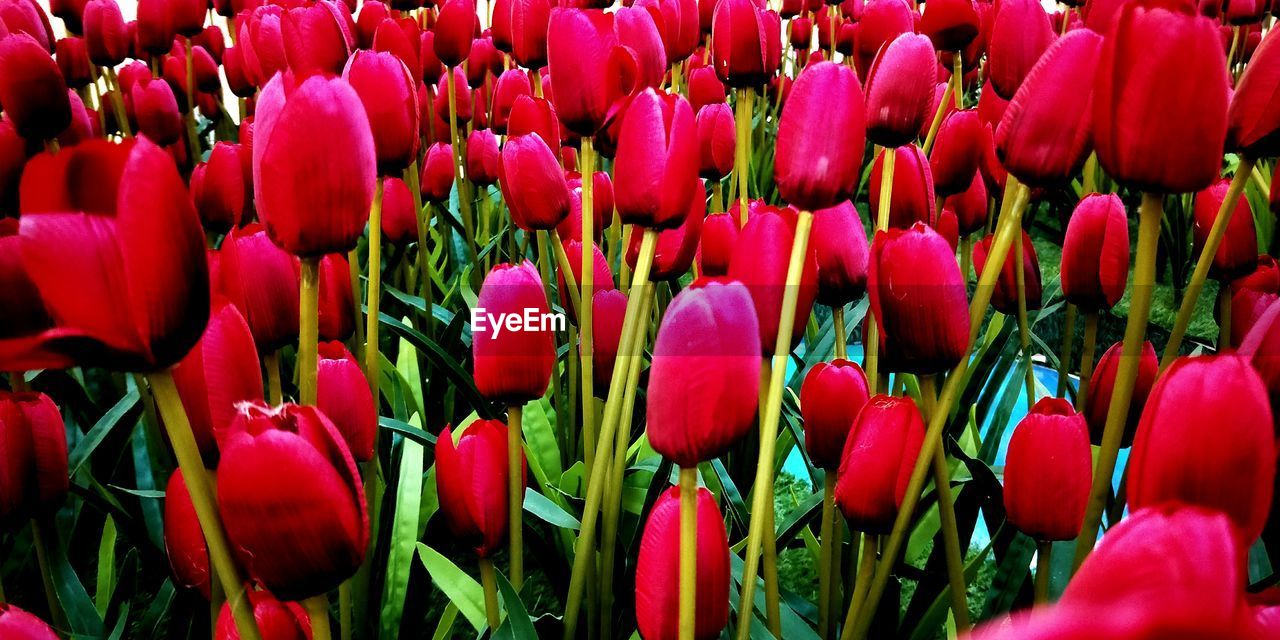 Close-up of red tulips