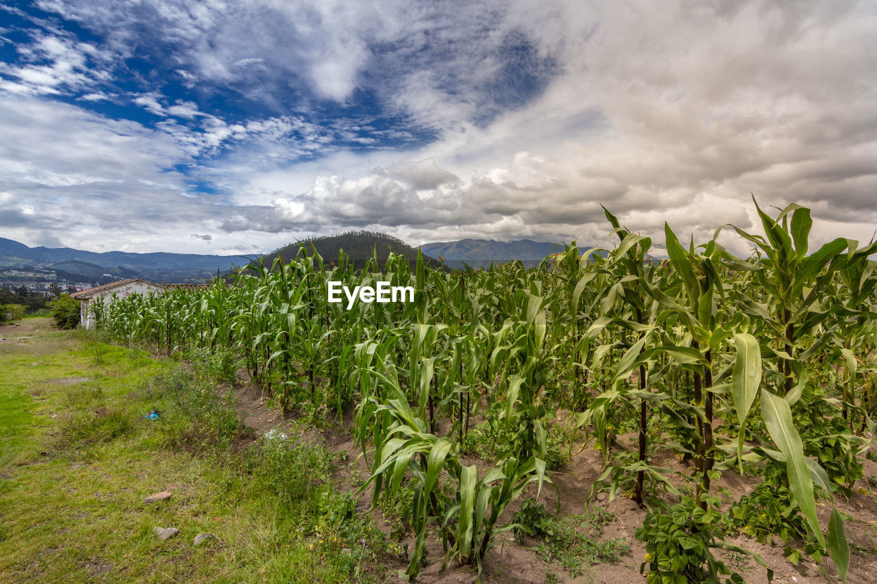 Plants growing on field against cloudy sky