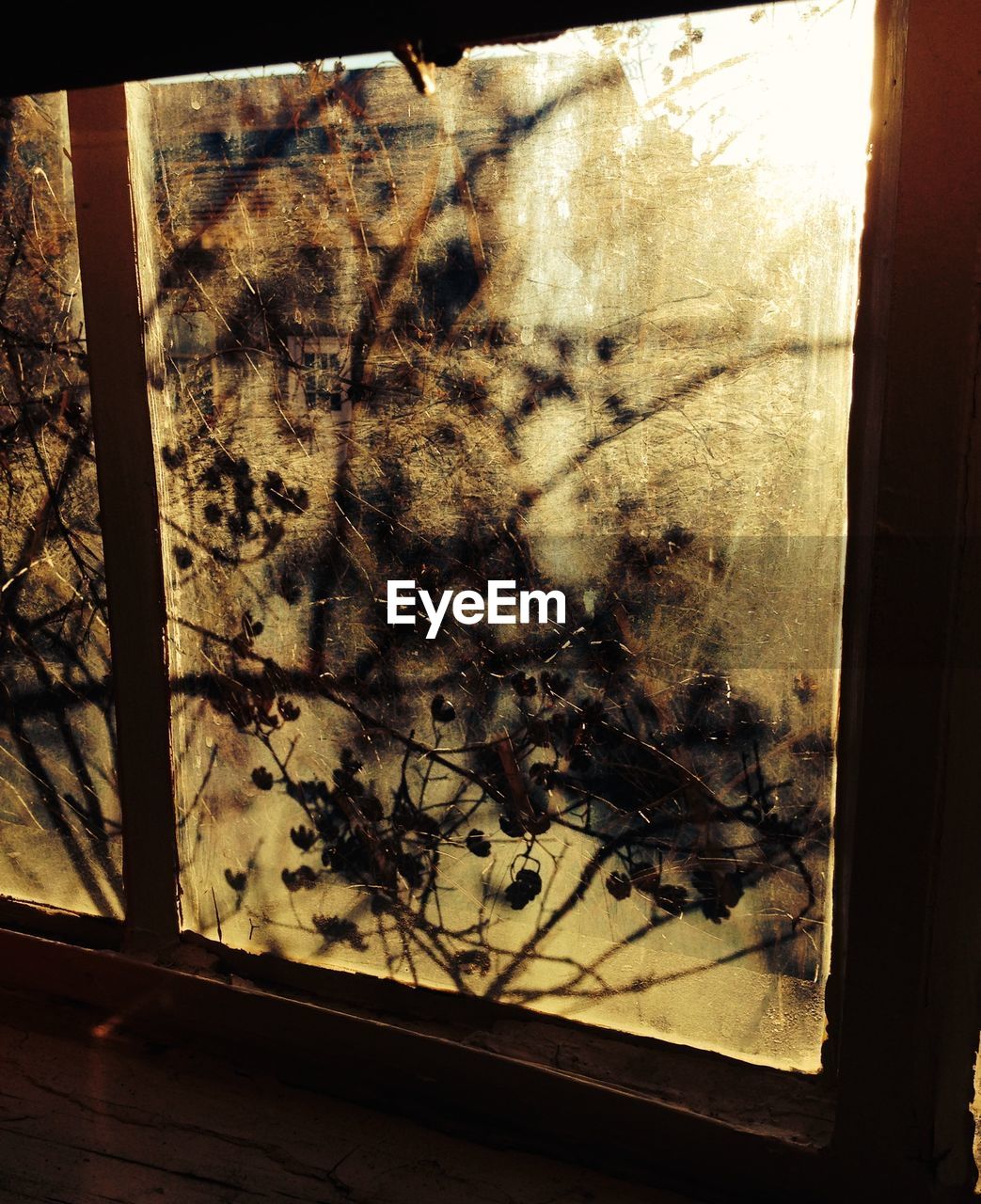 Branches seen through window