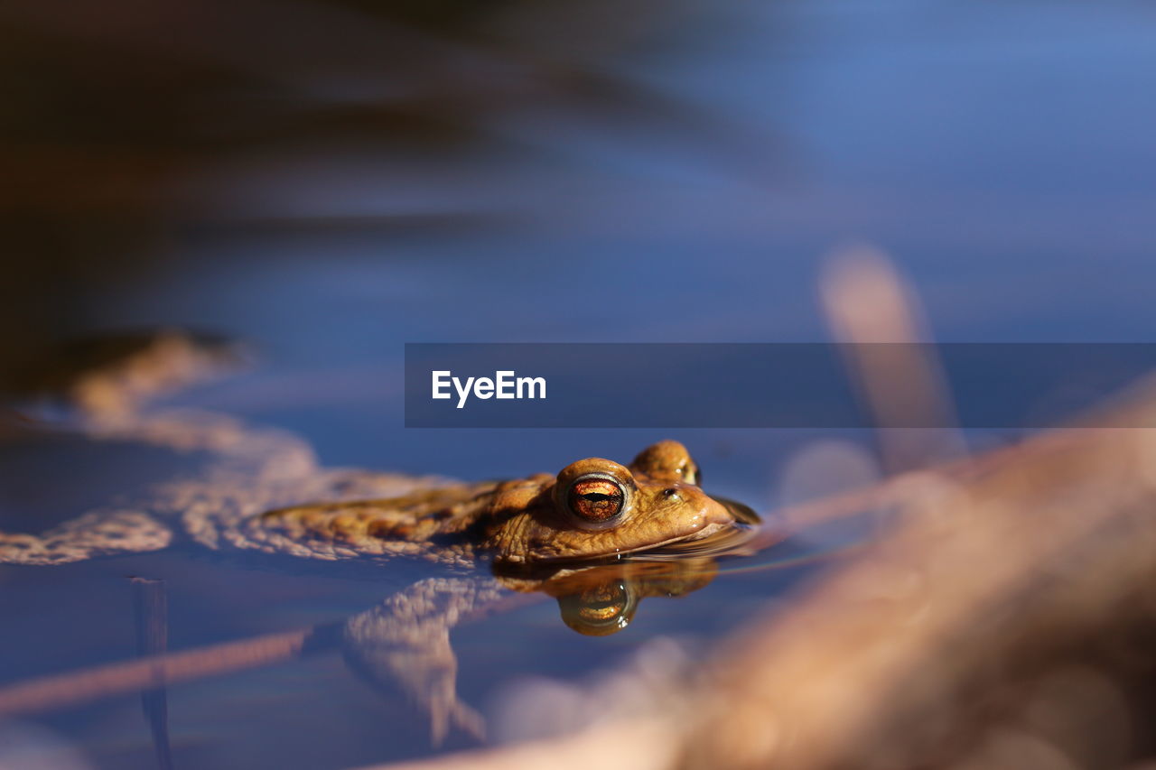 Close-up of frog in water