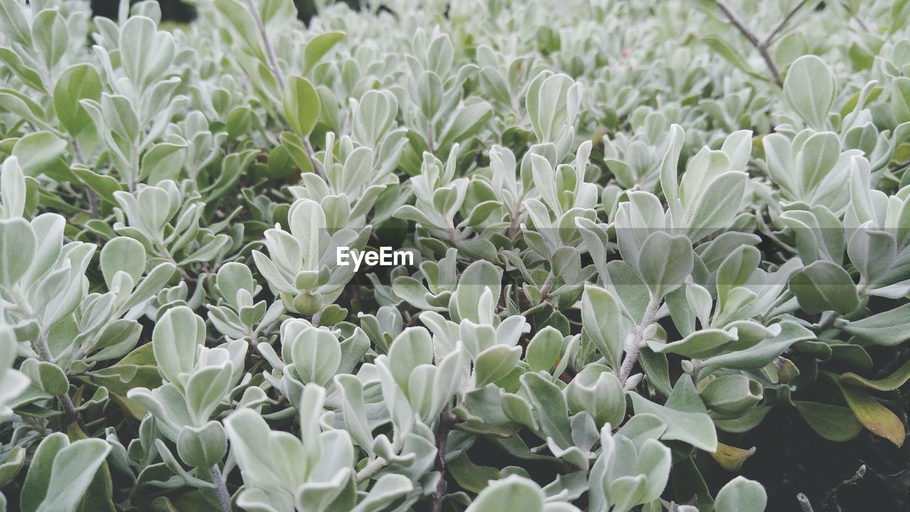 Close-up of white flowering plants on field