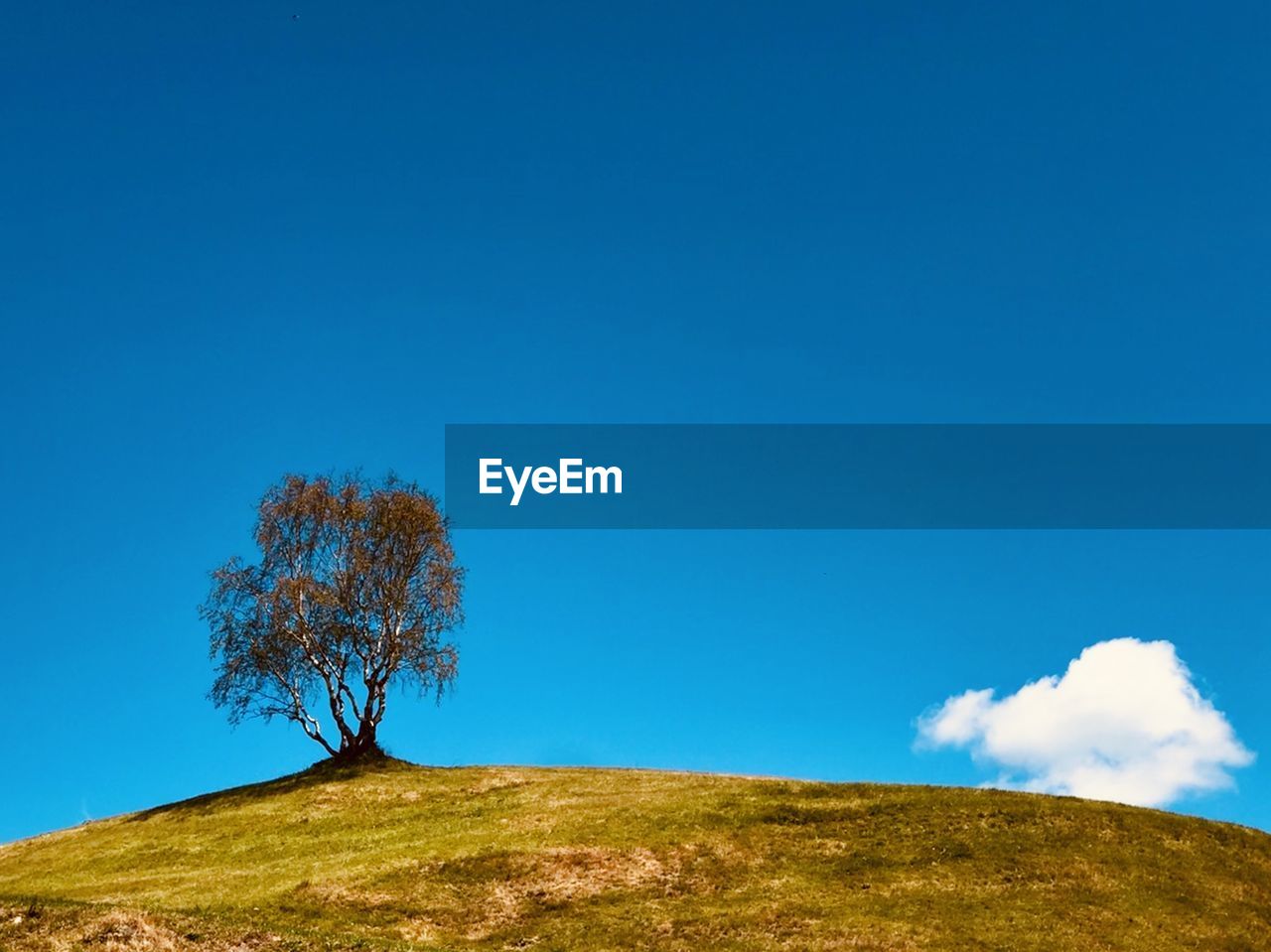 Low angle view of tree on hill against blue sky