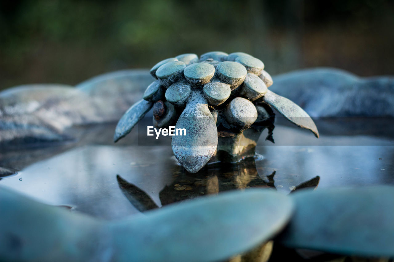 Close-up of turtle sculpture