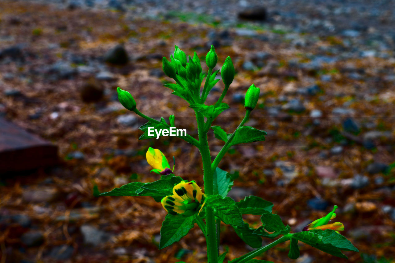 CLOSE-UP OF FLOWERING PLANT