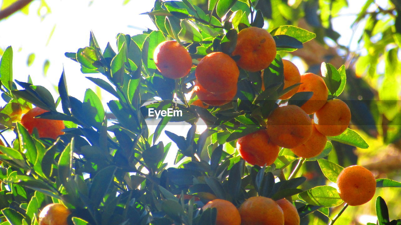 LOW ANGLE VIEW OF RED BERRIES ON TREE