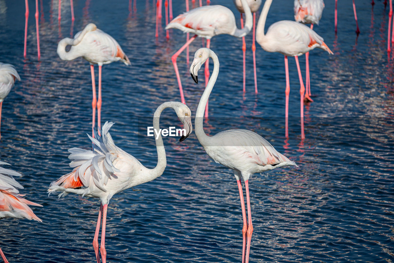 Couple flamingo