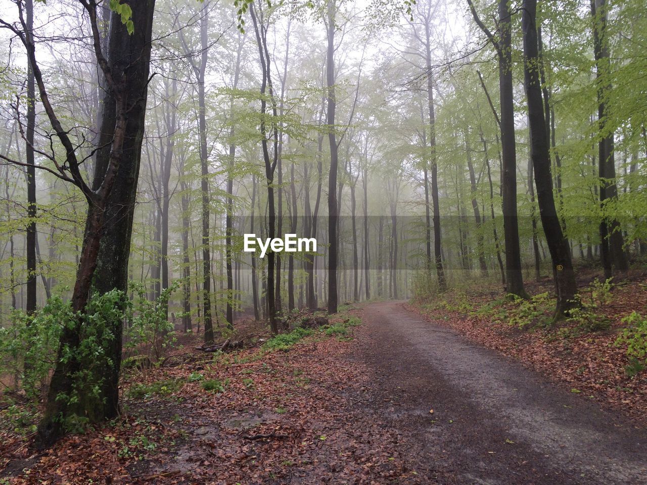 Dirt road passing through forest